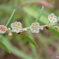 <i>Phyllanthus wheeleri</i>  G.L.Webster